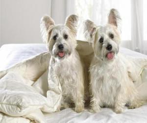 Rompicapo di West Highland White Terrier o Westies