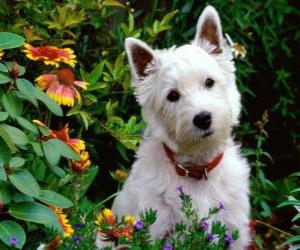 Rompicapo di West Highland White Terrier è una razza di cane della Scozia, noto per la sua personalità brillante e bianco