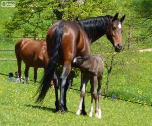 Rompicapo di Württemberger o Württemberg, cavallo originaria della Germania