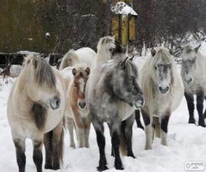 Rompicapo di Yakutia cavallo originaria della Siberia