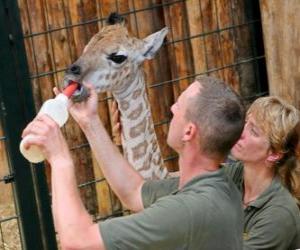 Rompicapo di Zoo di alimentazione o detentori di una giraffa
