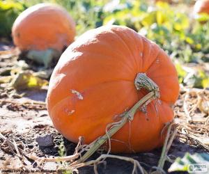 Rompicapo di Zucca gigante