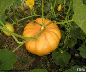 Rompicapo di Zucca