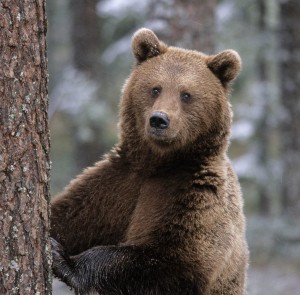 orso della montagna puzzle