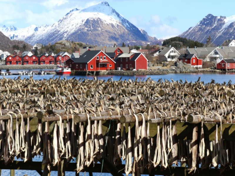 merluzzo isole lofoten puzzle