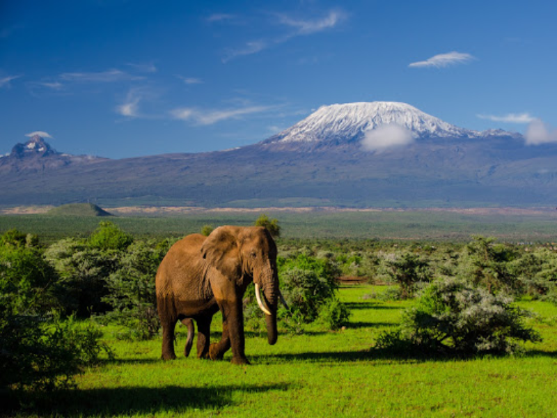 Parco nazionale in Kenia puzzle